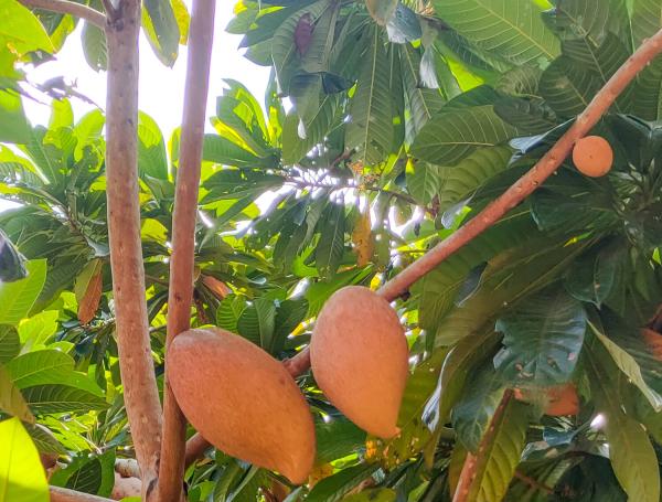 Arbol Zapote Colombiano