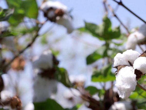 Semillas transgénicas de algodón y maíz se siembran en Colombia.