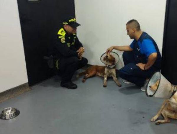 El canino está fuera de peligro