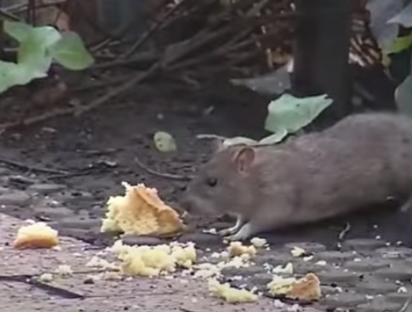 Video: invasión de ratas en Bogota genera preocupacion en el espacio ...