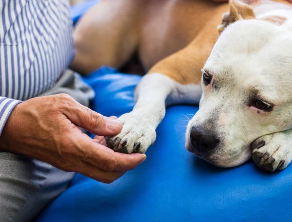 El cuidado de las mascotas debe estar acompañada de la supervisión de un médico veterinario.