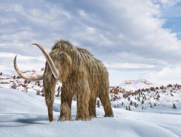 La idea de revivir especies como el mamut lanudo ha despertado reparos éticos entre la comunidad científica.