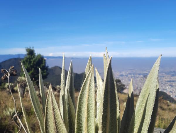 LiveHappy, la organización colombiana que busca convertir el turismo de naturaleza en una herramienta de conservación