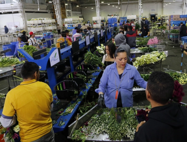 La maratónica operación para transportar 14.000 toneladas de flores desde Colombia a Estados Unidos para San Valentín