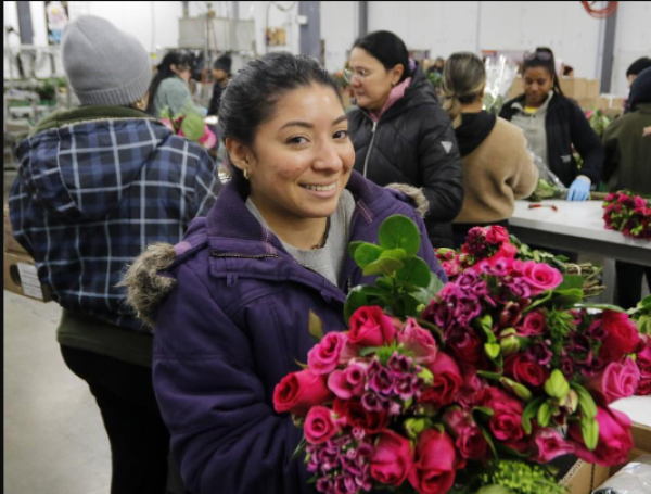 Los productores de flores son los más beneficiados en San Valentín.