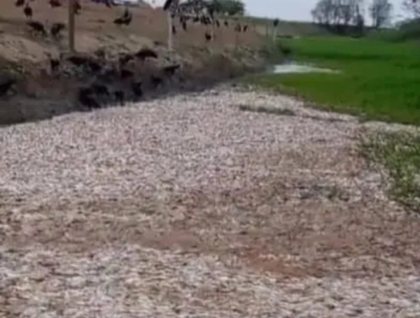 Aspecto general de los peces muertos en esta zona de Sucre.