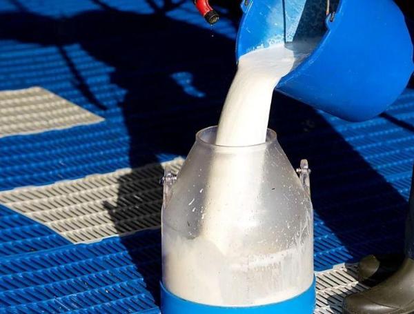 Hasta la fecha, ningún ser humano ha contraído la gripe aviar a través de la leche cruda.