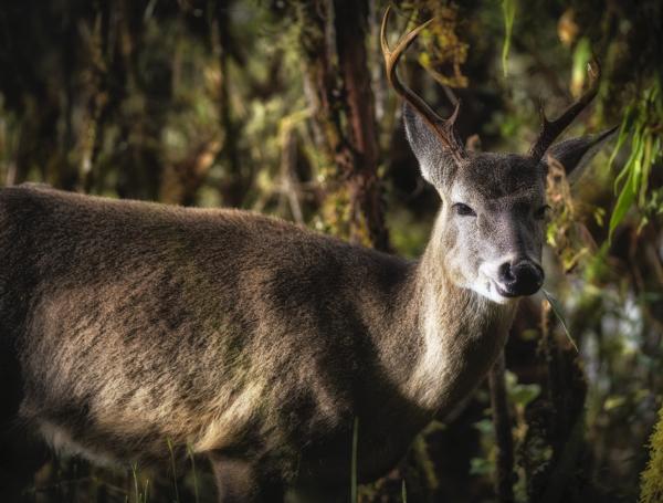 Venado cola blanca.
