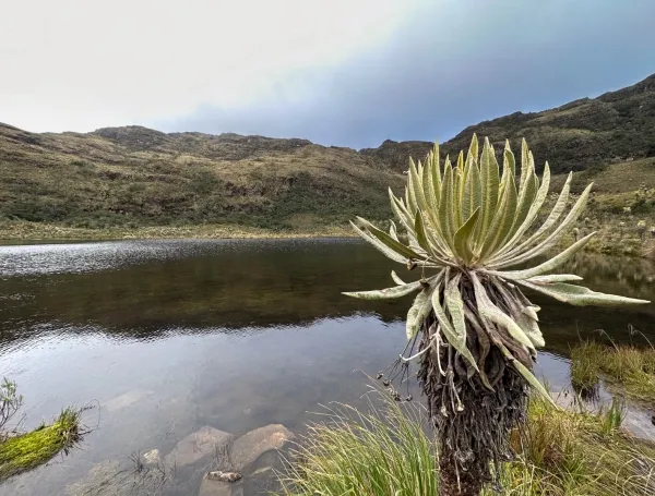El frailejón tunjano, el venado soche, la orquídea Lepanthes bachue y el agua: la riqueza natural que está en riesgo por incendio en Iguaque