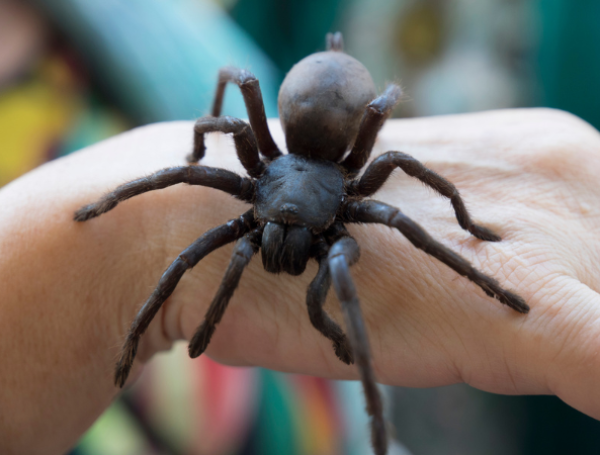 Hombre encontró araña gigante en Gran Bretaña dentro de una caja de ...