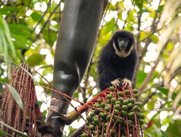El avistamiento de fauna y flora es posible en la región.