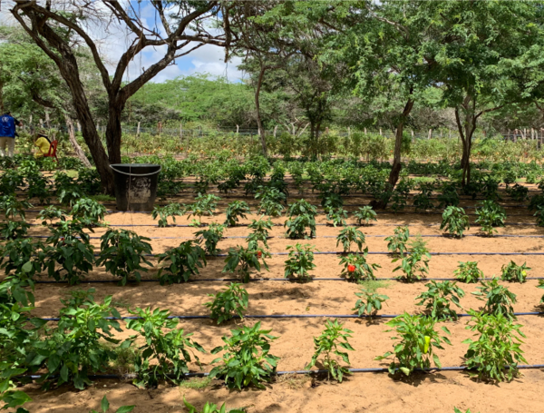 La iniciativa que impulsa proyectos de bioeconomía en comunidades apartadas: fue recientemente reconocida por su trabajo en la Alta Guajira