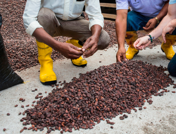 Cacao Ecuador