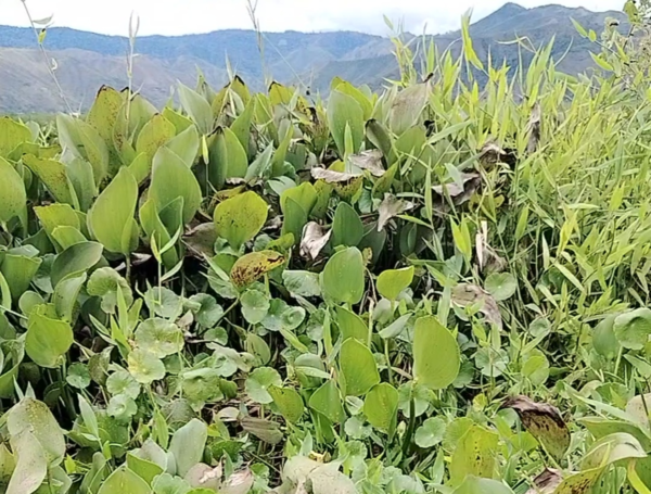 Valle del Cauca
