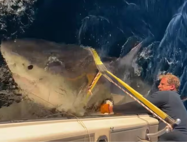Tiburón blanco