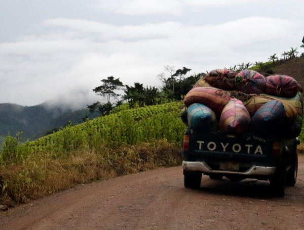 El Plateado. Camionetas llevan bultos de hoja de coca para trasladarlos a laboratorios.