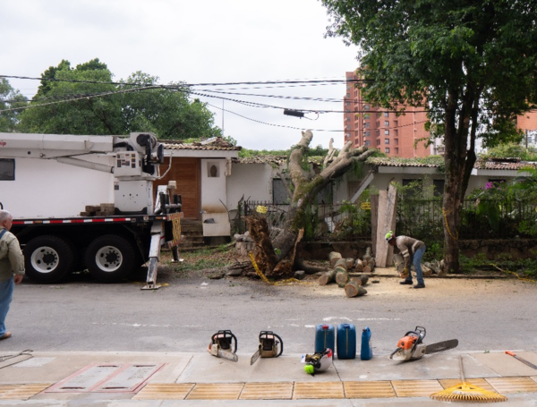 El árbol caído sobre una casa en el barrio La Arboleda, en el oeste de Cali.