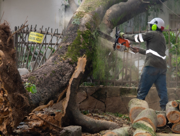El árbol caído sobre una casa en el barrio La Arboleda, en el oeste de Cali.