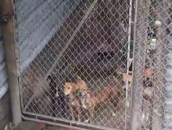 Maltrato animal en Cali