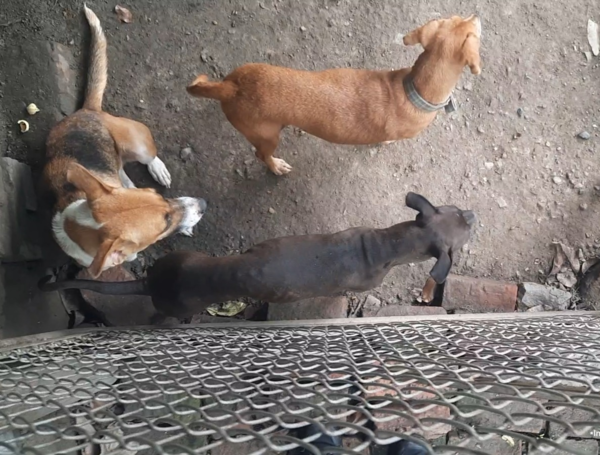 Maltrato animal en Cali