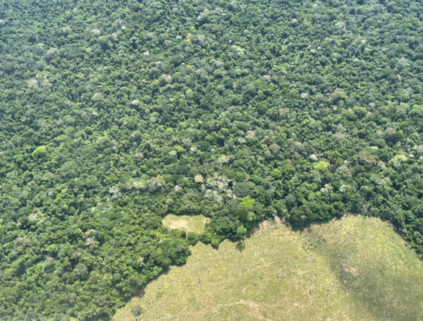 Deforestaci??n amazonia selva