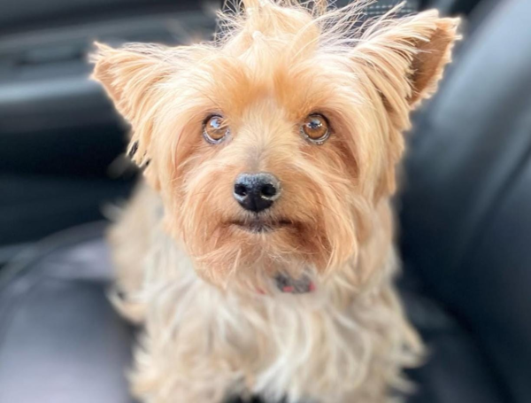 Fundaci??n patrulla criolla