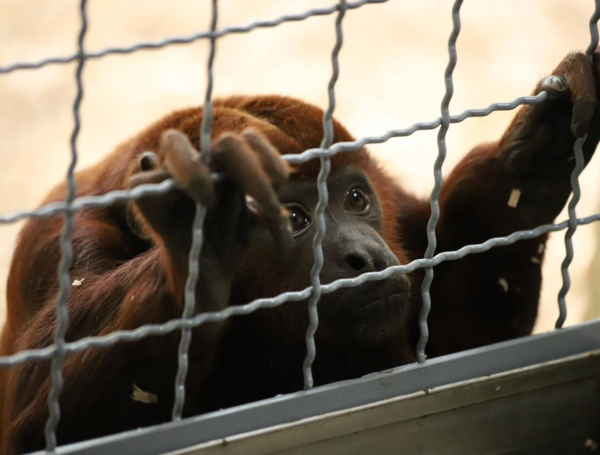 Bogotá refuerza el llamado a denunciar el tráfico ilegal de fauna y flora durante la temporada navideña
