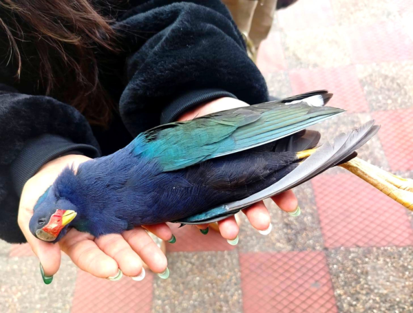 Tingua azul hallada muerta en Bogotá