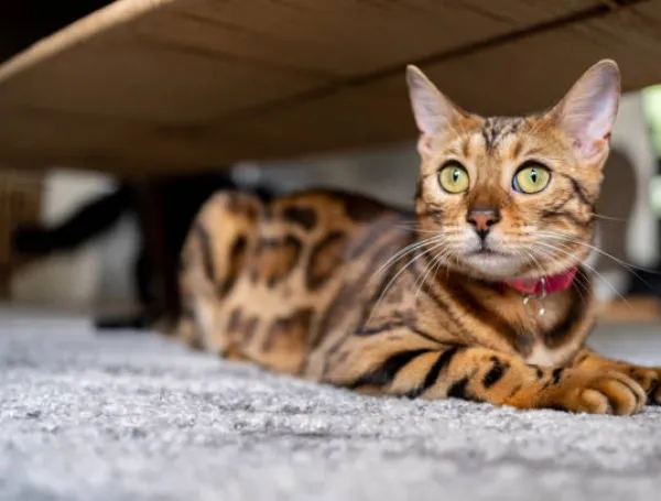 Gatos