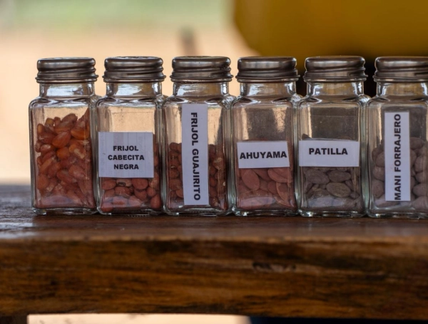 La granja experimental que busca descubrir qué se puede sembrar en la misma tierra donde hubo minería de carbón: todas las cosechas han dado resultado
