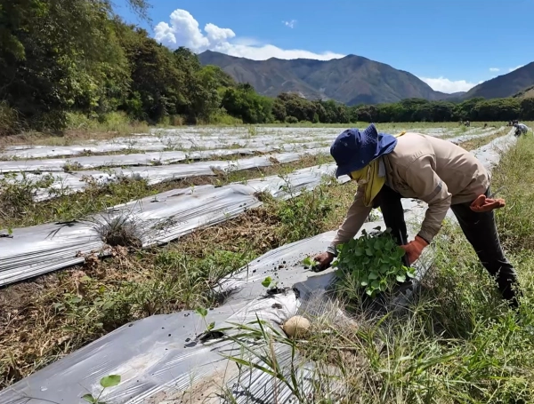 Gobierno alista 'emergencia nacional' para lanzar salvavidas al agro golpeado por El Niño: estas son sus peticiones urgentes