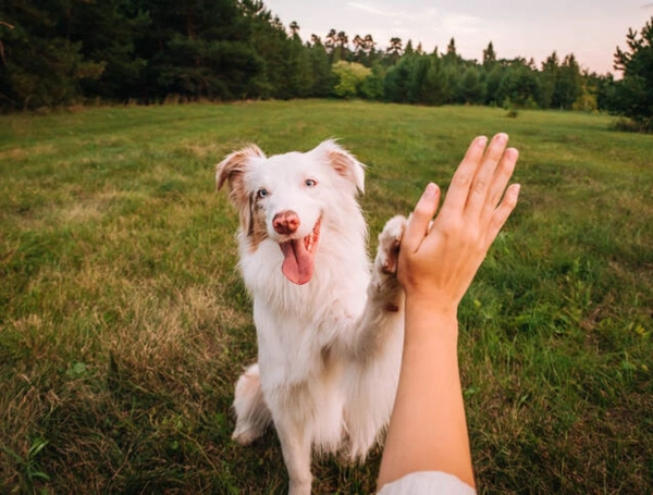 Mientras en Colombia las mascotas andan libres en casa, en Japón las reglas de convivencia son distintas: estas son las diferencias en ambos países