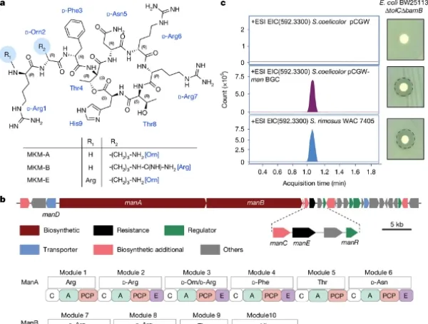El nuevo antibiótico mostró resultados prometedores frente a bacterias resistentes.
