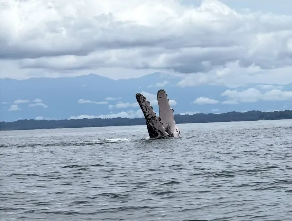 Ballenas jorobadas en el pacifico vallecaucano.