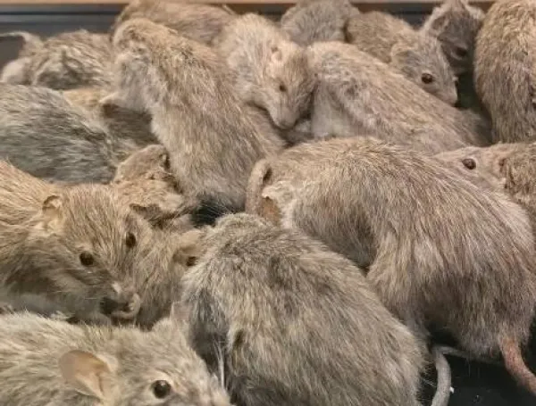 ratones