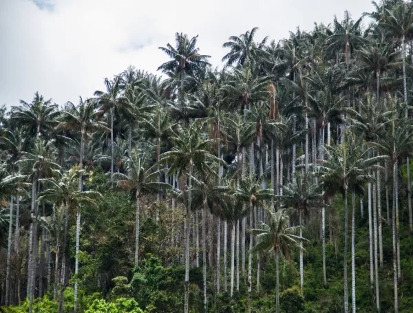 Exclusivo: así ayudó Google a proteger el mayor bosque de palma de cera de Colombia, el Santuario de Flora Palmares de Tochecito