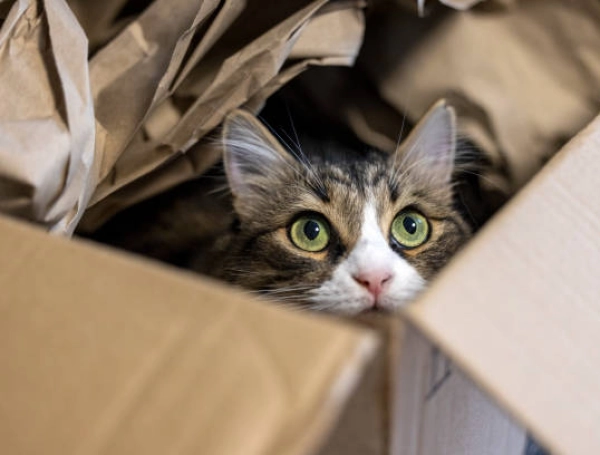 ¿Por qué los gatos duermen tanto? Expertos explican la relación con su instinto de caza