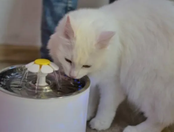 Veterinario explica cada cuánto cambiar el agua de los gatos para cuidar su salud y bienestar diario