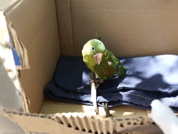 Otro de los animales rescatados.