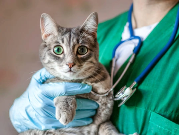 ¿Por qué los gatos duermen tanto? Expertos explican la relación con su instinto de caza