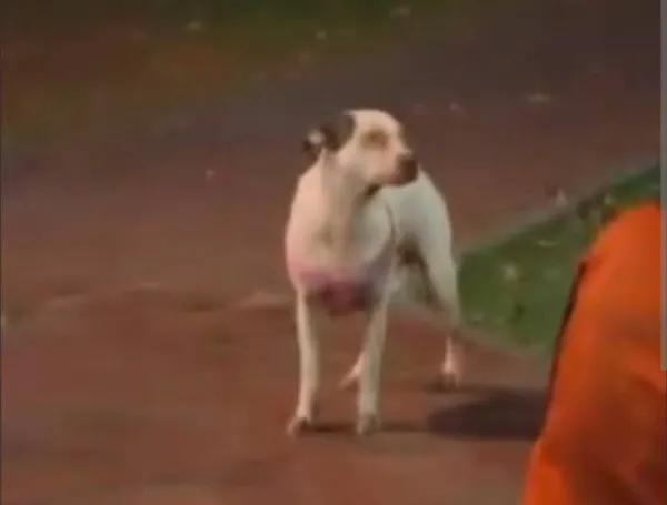 Sacha, perrita abandonada con cartel