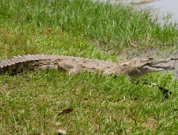 Liberan 17 cocodrilos del orinoco en Casanare: Gobierno del presidente De La Espriella presentó un compromiso para salvar la especie