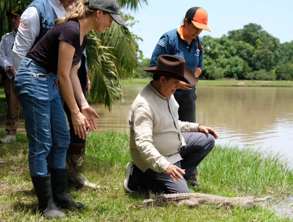 Liberan 17 cocodrilos del orinoco en Casanare: Gobierno del presidente De La Espriella presentó un compromiso para salvar la especie