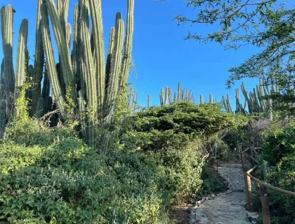 El viñedo que va contra la lógica climática: Alto Vista Winery, una bodega erigida entre cactus, sol y el desierto caribeño de Aruba