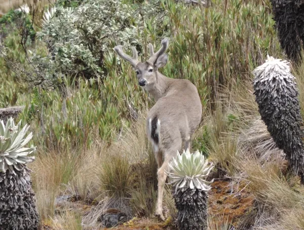 Venado cola blanca