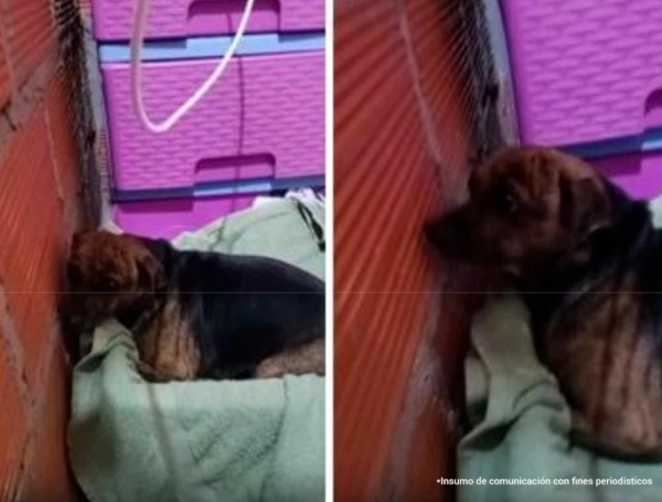 Luna, la perrita abusada en Santander