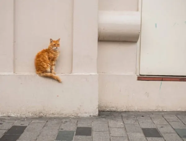 Gatos
