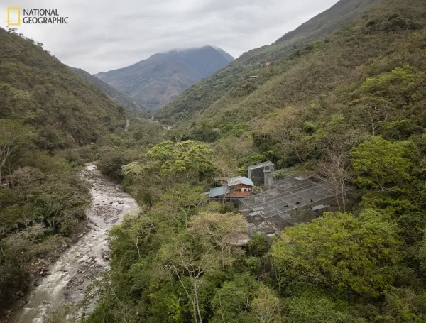 América Latina tiene una nueva especie de gato silvestre: es boliviano y habita en el bosque nuboso de los Yungas