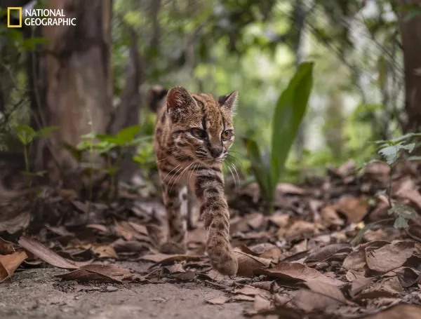 América Latina tiene una nueva especie de gato silvestre: es boliviano y habita en el bosque nuboso de los Yungas