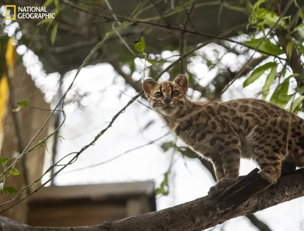 América Latina tiene una nueva especie de gato silvestre: es boliviano y habita en el bosque nuboso de los Yungas